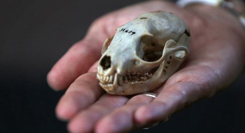 十种令人惊奇的3D打印物图9