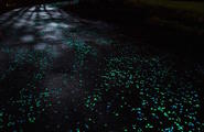 会发光的梵高自行车道让人想起《星夜》图1