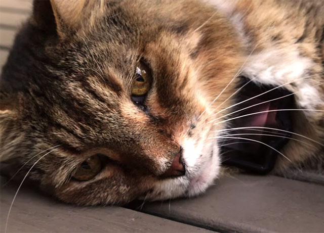 可穿戴相机让猫咪轻松上 Instagram图2
