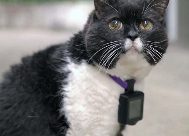 可穿戴相机让猫咪轻松上 Instagram图1