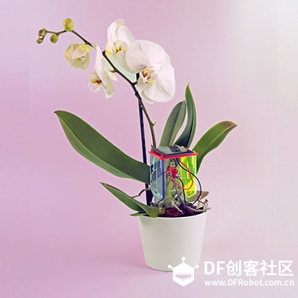 当创客遇上花花草草图4