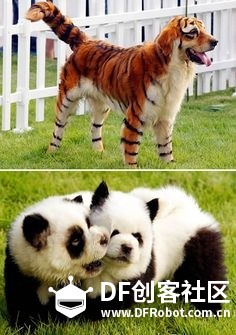 单身狗过个节要这么拼！！！图15