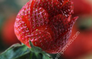 草莓花（为了过个情人节，苦了多少男朋友之二图2