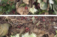 草莓花（为了过个情人节，苦了多少男朋友之二图1