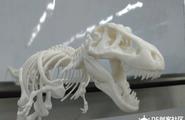 【3D打印】 霸王龙骨架图2