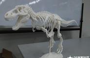 【3D打印】 霸王龙骨架图1
