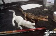 3D鳄鱼的制作流程-3D目目图1