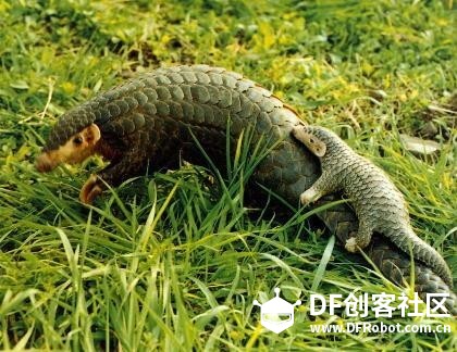 还记得那些年惨死在妖精手里的小动物吗？图11