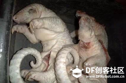 还记得那些年惨死在妖精手里的小动物吗？图10