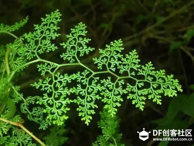 趣味编程指南（8-2）-自定义函数与分形递归图6