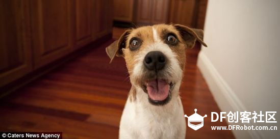 PetChatz：可以与宠物远程视频聊天的神器图1