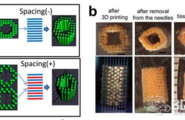 九州大学科学家成功将生物3D打印肝芽移植到大鼠体内图3