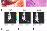 九州大学科学家成功将生物3D打印肝芽移植到大鼠体内图2