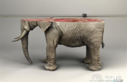 3D打印动物主题：唤醒人们对动物的保护意识图1