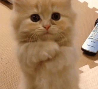 这个招财猫到底在说什么？图2