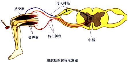 小MU|小狗狗，认数字-1图1