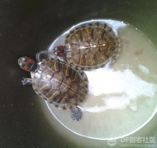 两只小乌龟的故事