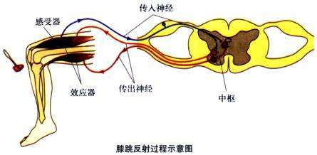 膝跳反射演示器图4