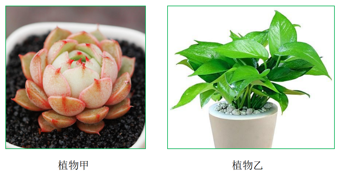 小方舟物体识别——植物小管家图4