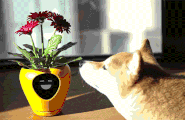 智能花盆把植物变成电子宠物图2