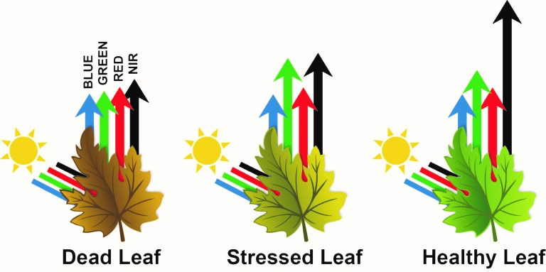 基于树莓派图像识别技术的街道绿化植被状态分析图2