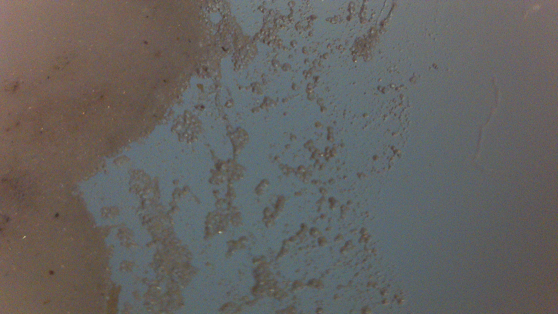 二哈识图 2 配件套装[显微镜]独立试用报告封面3