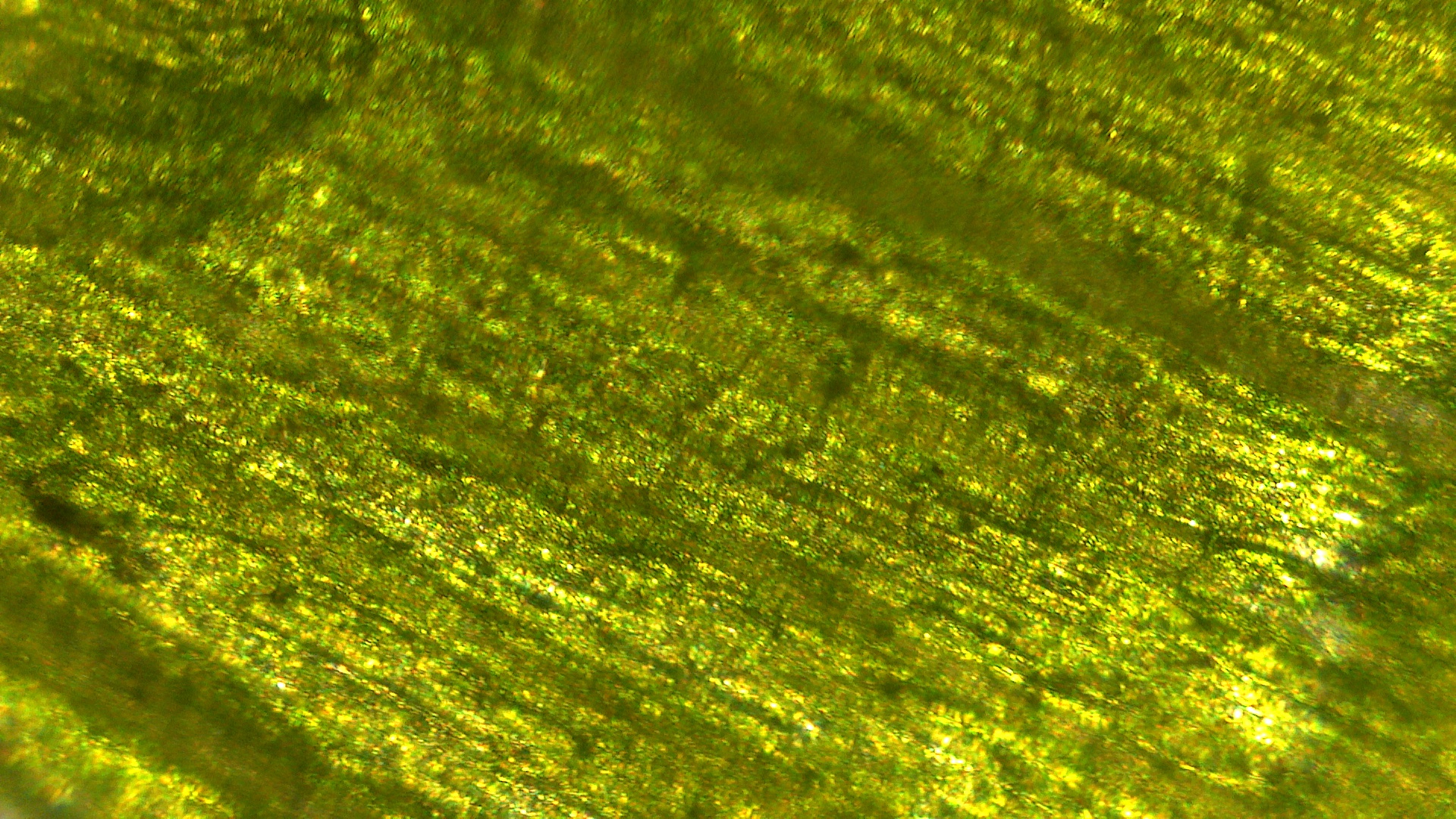 二哈识图 2 配件套装[显微镜]独立试用报告封面2