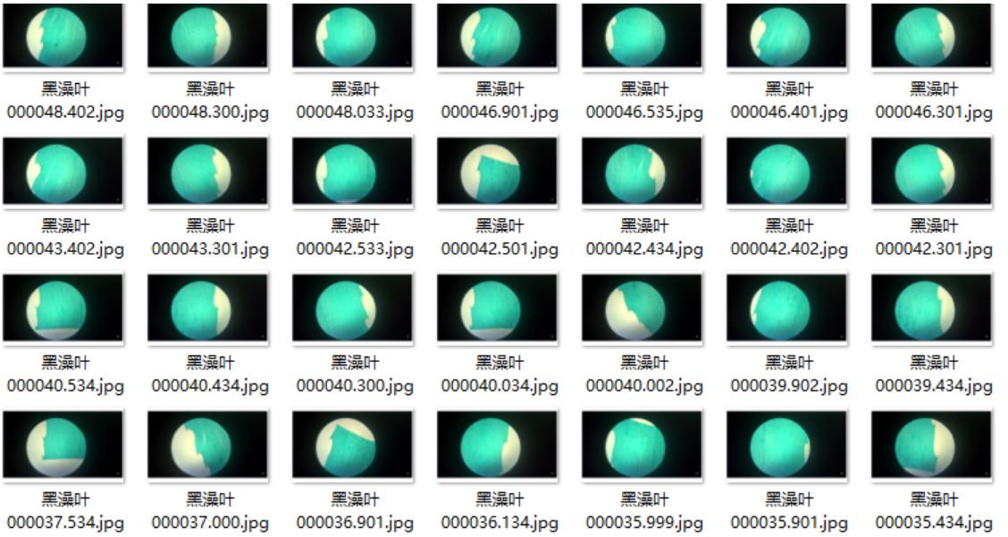 人工智能入门课程：二哈识图小智揭秘黑藻叶的内部密码图8
