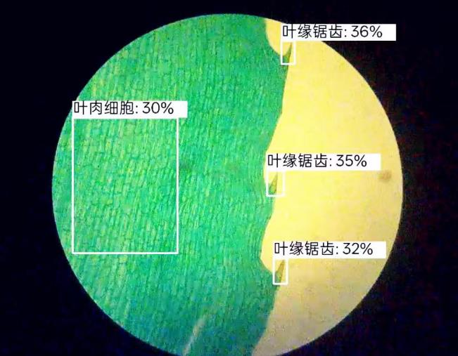 人工智能入门课程：二哈识图小智揭秘黑藻叶的内部密码图13