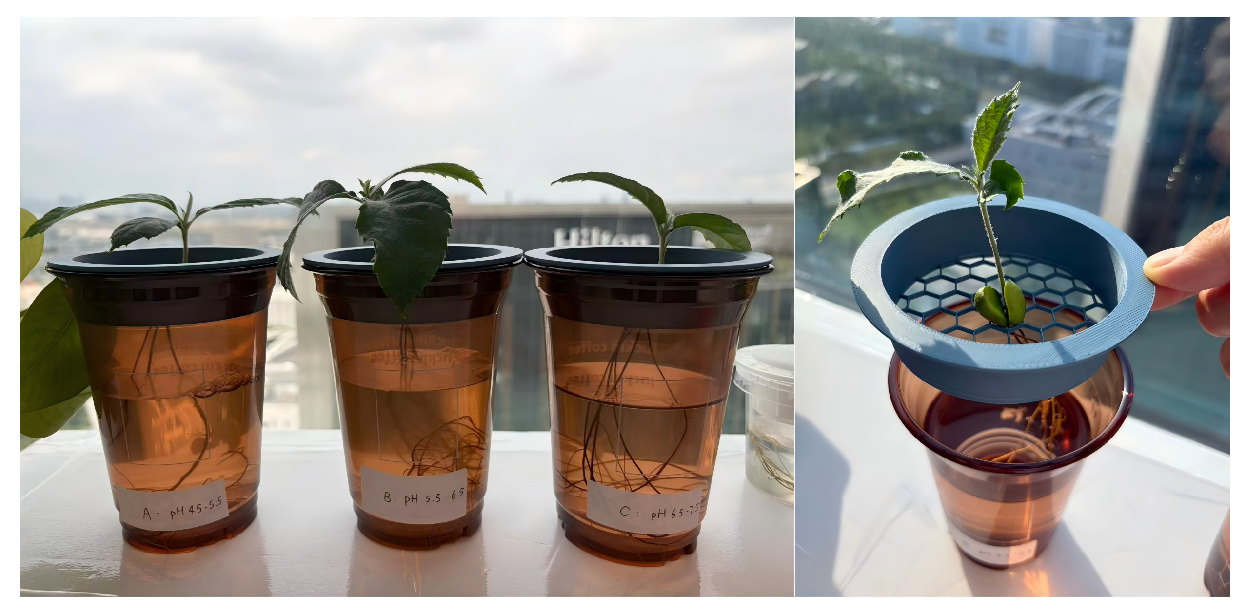 "做中学"领航行动（上）：植物生长观察 — 一棵枇杷...图3