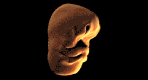 人类面部发育过程 · STEM教育_image_3.webp